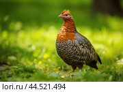 Wood grouse bird on green grass. Стоковое AI-изображение, AI-художник Veniamin Kraskov / Фотобанк Лори