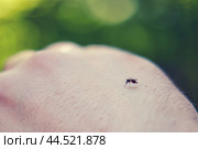 Mosquito on human skin with green blurred background. Macro shot for medical and health concept. Стоковое фото, фотограф Андрей Журавлев / Фотобанк Лори