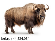 Musk ox on white background. Стоковое AI-изображение, AI-художник Veniamin Kraskov / Фотобанк Лори