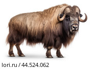 Musk ox on white background. Стоковое AI-изображение, AI-художник Veniamin Kraskov / Фотобанк Лори