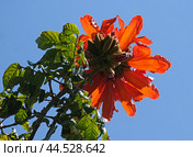 Blooming African tuliptree (lat.- Spathodea campanulata) on the campus of The Weizmann Institute of Science. Стоковое фото, фотограф Irina Opachevsky / Фотобанк Лори