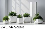 White ceramic pots with green plants on a white background in a bright interior with geometric shapes. Стоковое AI-изображение, AI-художник Tatiana Syrtseva / Фотобанк Лори