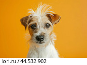 Adorable scruffy jack russell on orange background. Стоковое AI-изображение, AI-художник Иван Рябоконь / Фотобанк Лори