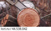 Бензопила распиливает ствол берёзы. Woodcutter saws tree with electric chain saw. Стоковое видео, видеограф Валерий Тесаков / Фотобанк Лори