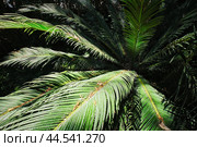 Fern palm sago palm Cycas revoluta close up. Стоковое фото, фотограф Дмитрий Рухленко / Фотобанк Лори
