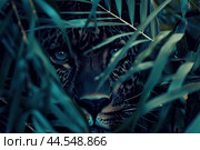 Hidden jaguar staring through foliage. Стоковое AI-изображение, AI-художник Иван Рябоконь / Фотобанк Лори
