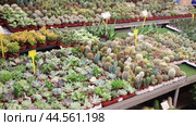 Large quantity of little brown garden pots with succulent in open-air plants market. Стоковое видео, видеограф Яков Филимонов / Фотобанк Лори