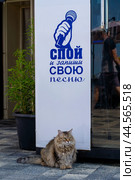 Кот около вывески с надписью 'Спой и запиши свою песню' (2024 год). Редакционное фото, фотограф Пучков Андрей Александрович / Фотобанк Лори