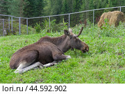 Молодой лось (lat. Alces alces) в вольере зоопарка. "Таежный зоопаррк" в селе Артыбаш на берегу Телецкого озера, Россия. Август. (2024 год). Стоковое фото, фотограф Сергей Рыбин / Фотобанк Лори