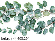 Fresh eucalyptus branches on white background. Стоковое AI-изображение, AI-художник Иван Рябоконь / Фотобанк Лори