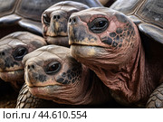 Group of Galapagos Giant Tortoises close up. Стоковое AI-изображение, AI-художник Veniamin Kraskov / Фотобанк Лори