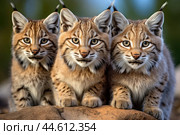 Group of Red lynxes close up in the wild. Стоковое AI-изображение, AI-художник Veniamin Kraskov / Фотобанк Лори