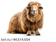 Long-haired sheep isolated on a white background. Стоковое AI-изображение, AI-художник Veniamin Kraskov / Фотобанк Лори