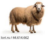 Long-haired sheep isolated on a white background. Стоковое AI-изображение, AI-художник Veniamin Kraskov / Фотобанк Лори