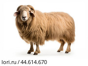 Long-haired sheep isolated on a white background. Стоковое AI-изображение, AI-художник Veniamin Kraskov / Фотобанк Лори