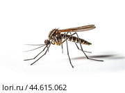 Mosquito insect closeup on white background. Стоковое AI-изображение, AI-художник Veniamin Kraskov / Фотобанк Лори