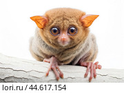 Philippine tarsier Carlito syrichta on white background. Стоковое AI-изображение, AI-художник Veniamin Kraskov / Фотобанк Лори