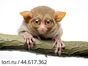 Philippine tarsier Carlito syrichta on white background. Стоковое AI-изображение, AI-художник Veniamin Kraskov / Фотобанк Лори