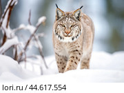 Red lynx in winter in the wild. Стоковое AI-изображение, AI-художник Veniamin Kraskov / Фотобанк Лори