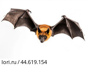 Spectacled flying fox isolated on a white background. Стоковое AI-изображение, AI-художник Veniamin Kraskov / Фотобанк Лори