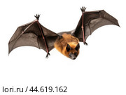 Spectacled flying fox isolated on a white background. Стоковое AI-изображение, AI-художник Veniamin Kraskov / Фотобанк Лори