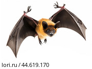 Spectacled flying fox isolated on a white background. Стоковое AI-изображение, AI-художник Veniamin Kraskov / Фотобанк Лори