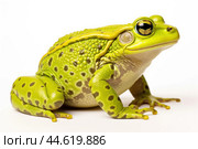 Beautiful green toad isolated on a white background. Стоковое AI-изображение, AI-художник Veniamin Kraskov / Фотобанк Лори