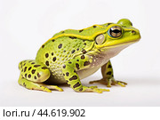 Beautiful green toad isolated on a white background. Стоковое AI-изображение, AI-художник Veniamin Kraskov / Фотобанк Лори