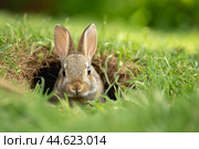 Young rabbit peek out from burrow. Стоковое AI-изображение, AI-художник Иван Рябоконь / Фотобанк Лори