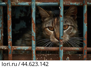 Captive stare: cat behind rusty bars. Стоковое AI-изображение, AI-художник Иван Рябоконь / Фотобанк Лори