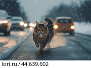 Cat on road is at risk of being hit by car. Стоковое AI-изображение, AI-художник Владимир Григорьев / Фотобанк Лори