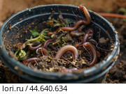 Earthworms crawling in soil pot. Стоковое AI-изображение, AI-художник Иван Рябоконь / Фотобанк Лори