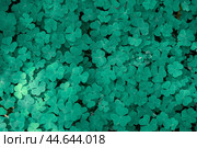 Natural green background. Plant and herb texture. Leafs green young fresh oxalis, shamrock, trefoil close-up. Beautiful background with green clover leaves for Saint Patrick's day. Стоковое фото, фотограф Павел Муравьев / Фотобанк Лори