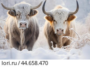 Powerful Two bulls in wintertime. Generate ai. Стоковое AI-изображение, AI-художник Иван Рябоконь / Фотобанк Лори
