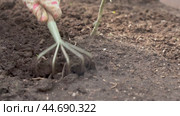 loosen the soil around the plant in the garden. Стоковое видео, видеограф Владимир Федоров / Фотобанк Лори