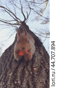 A funny squirrel with tassels on its ears eats a piece of carrot upside down on a tree in the park. Wildlife Concept. Белка ест морковь на дереве вниз головой. Стоковое видео, видеограф Ольга Петрова-Апостолова / Фотобанк Лори