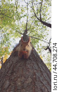 A funny squirrel with tassels on its ears eats a piece of carrot upside down on a tree in the park. Wildlife Concept. Белка ест морковь на дереве вниз головой. Стоковое видео, видеограф Ольга Петрова-Апостолова / Фотобанк Лори
