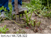 dahlia tubers just lifted for overwintering. Стоковое фото, фотограф Ольга Сейфутдинова / Фотобанк Лори