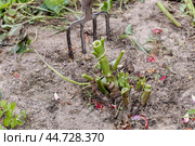 dahlia tubers just lifted for overwintering in garden. Стоковое фото, фотограф Ольга Сейфутдинова / Фотобанк Лори