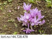 Colchicum Waterlily purple flowers in garden. Стоковое фото, фотограф Ольга Сейфутдинова / Фотобанк Лори