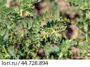 Chickpeas in garden with leaves. Chickpeas plant growing. Стоковое фото, фотограф Ольга Сейфутдинова / Фотобанк Лори
