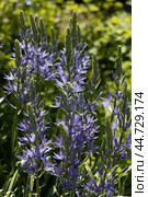 Camassia leichtlinii Caerulea flower in a garden. Стоковое фото, фотограф Ольга Сейфутдинова / Фотобанк Лори