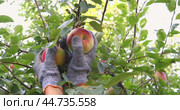 Farmer in gloves picking ripe apples from a tree. Стоковое видео, видеограф Сергей Чайко / Фотобанк Лори