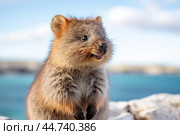 Cute Quokka in the wild. Стоковое AI-изображение, AI-художник Veniamin Kraskov / Фотобанк Лори