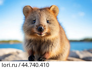 Cute Quokka in the wild. Стоковое AI-изображение, AI-художник Veniamin Kraskov / Фотобанк Лори