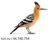 Eurasian hoopoe (Upupa epops) on white background. Стоковое AI-изображение, AI-художник Veniamin Kraskov / Фотобанк Лори