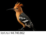 Eurasian hoopoe (Upupa epops) in the wild. Стоковое AI-изображение, AI-художник Veniamin Kraskov / Фотобанк Лори