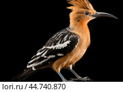Eurasian hoopoe (Upupa epops) in the wild. Стоковое AI-изображение, AI-художник Veniamin Kraskov / Фотобанк Лори