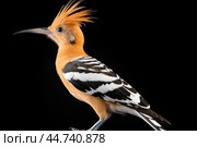 Eurasian hoopoe (Upupa epops) in the wild. Стоковое AI-изображение, AI-художник Veniamin Kraskov / Фотобанк Лори