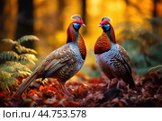 Lover couple of pheasants in the wild. Стоковое AI-изображение, AI-художник Veniamin Kraskov / Фотобанк Лори